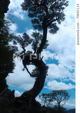 Famous trees in the pond 79695114