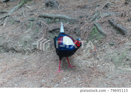 Blue-bellied Pheasant 79695115