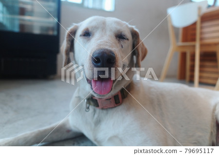 smiling dog 79695117
