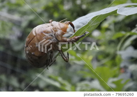 西瓜果和蟬殼 79695260