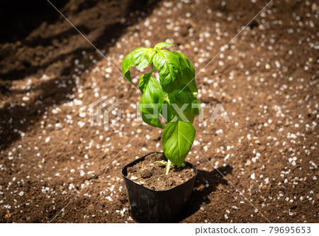 羅勒盆栽苗家用花園的羅勒苗蔬菜種植 79695653