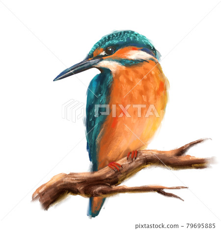 Bird Kingfisher Sitting on the Branch. Pastel painting style Bird Kingfisher Sitting on the Branch. Pastel painting style 79695885