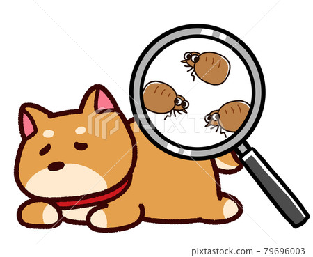 有跳蚤的寵物:柴犬 有跳蚤的寵物:柴犬 79696003