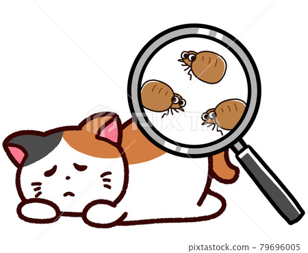 Pet with fleas: Calico cat Pet with fleas: Calico cat 79696005