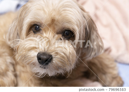 修剪前的杏色小狗【maltipoo】 修剪前的杏色小狗【maltipoo】 79696383