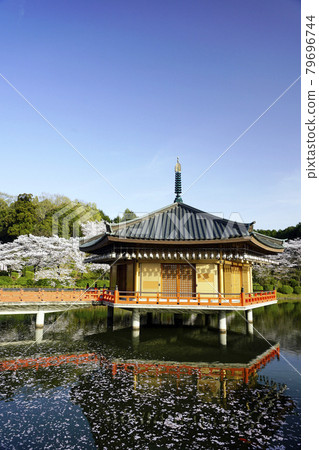 Abe Monjuin Temple - Cherry blossoms in full bloom - Cherry blossom rafts scattered on the pond Abe Monjuin Temple - Cherry blossoms in full bloom - Cherry blossom rafts scattered on the pond 79696744
