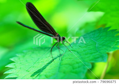 Kawatonbo Kawatonbo 79696875