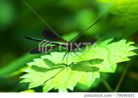 Up of Kawatonbo 79696881