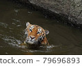 Tiger cooling off 79696893