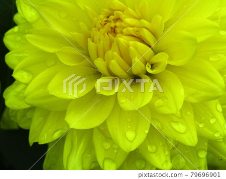 Yellow Dahlia #2 Yellow Dahlia #2 79696901