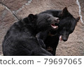 Playful Bear 79697065