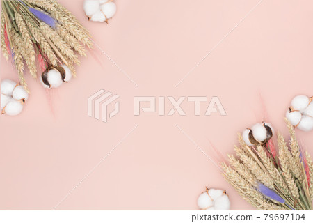 Pink pastel background with dried rye and cotton. Pink pastel background with dried rye and cotton. 79697104