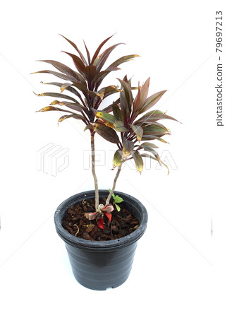 Green cordyline fruticosa plant isolated on white background 79697213