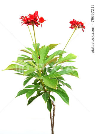 Jatropha integerrima plant isolated on white background 79697215