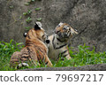 Tiger Play 79697217