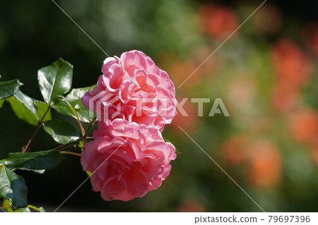 粉紅玫瑰花與複製空間 粉紅玫瑰花與複製空間 79697396