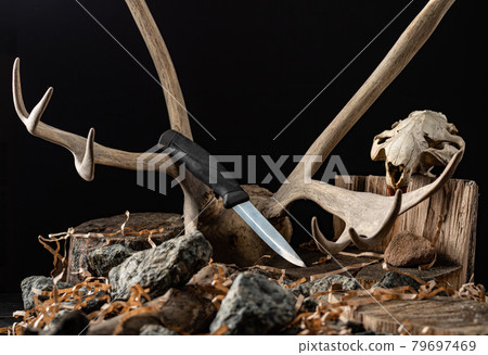 Knife on the background of a deer horn. Deer antlers and beaver skull. Hunting knife. Knife on the background of a deer horn. Deer antlers and beaver skull. Hunting knife. 79697469