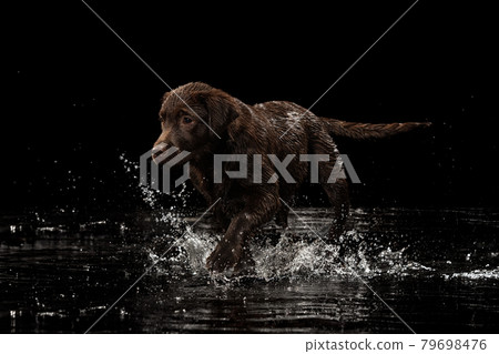 Portrait of chocolate color big Labrador dog in water splashes and drops posing isolated over dark background. Beauty and grace. 79698476