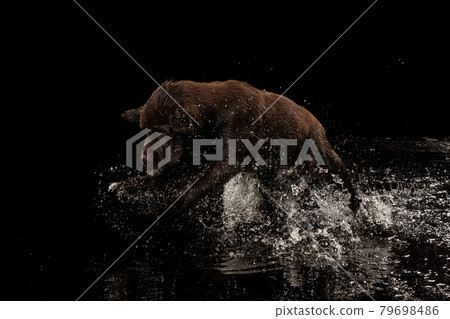Portrait of chocolate color big Labrador dog in water splashes and drops posing isolated over dark background. Beauty and grace. Portrait of chocolate color big Labrador dog in water splashes and drops posing isolated over dark background. Beauty and grace. 79698486