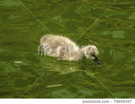 Fluffy and gray, black swan chick swims alone on water in a pond in a park 79698487