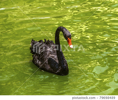 A long-necked black swan with red eyes and a red beak swims alone in the pond. A long-necked black swan with red eyes and a red beak swims alone in the pond. 79698489