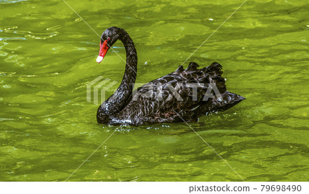 A black swan with a long neck, red eyes and a red beak swims in the pond. A black swan with a long neck, red eyes and a red beak swims in the pond. 79698490