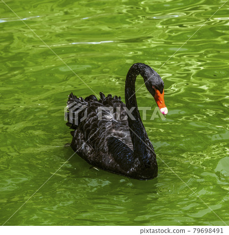 Beautiful black swan with red eyes and a red beak swims alone on the pond. Beautiful black swan with red eyes and a red beak swims alone on the pond. 79698491