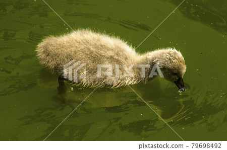 Fluffy gray swan duckling swims alone in the pond Fluffy gray swan duckling swims alone in the pond 79698492