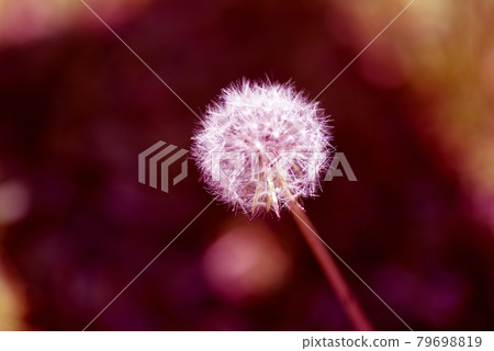 蒲公英的絨毛 蒲公英的絨毛 79698819