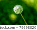 蒲公英的絨毛 79698820