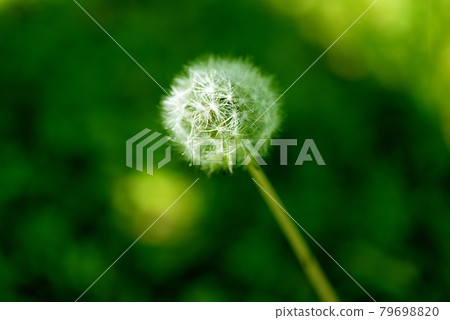 蒲公英的絨毛 蒲公英的絨毛 79698820