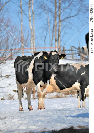 Scenery of Hokkaido "Winter Ranch" 79698966