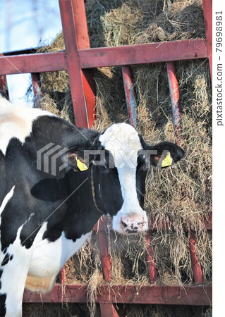 北海道風光“冬季牧場” 79698981