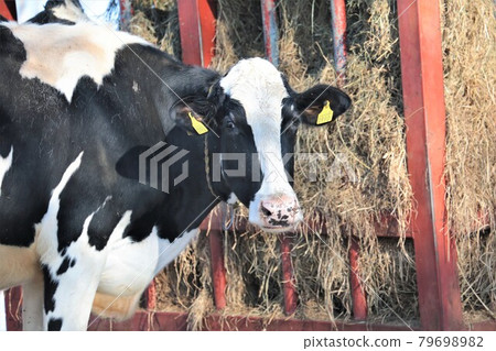 北海道風光“冬季牧場” 北海道風光“冬季牧場” 79698982