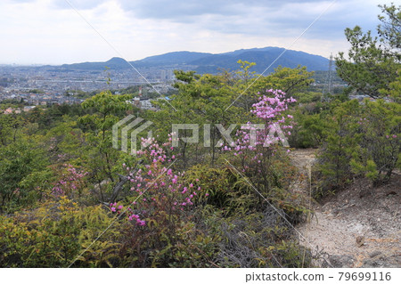 Nakayama mountain range, honeybee azalea Nakayama mountain range, honeybee azalea 79699116