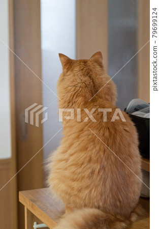 貓的後視圖茶虎貓 79699124