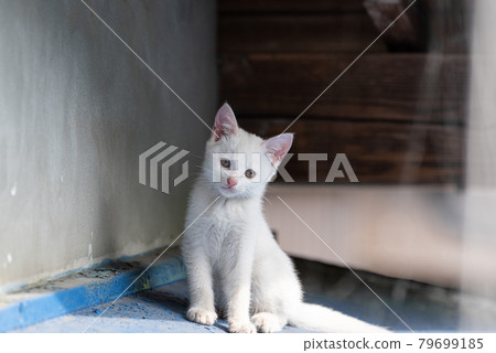 Pretty kitten Pretty kitten 79699185