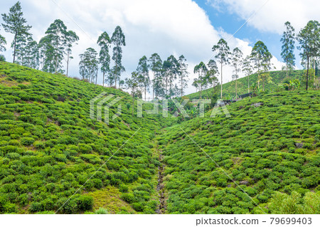 Picturesque natural landscape. Green tea plantations in the highlands. Growing tea Picturesque natural landscape. Green tea plantations in the highlands. Growing tea 79699403