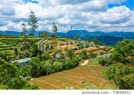Local household in Sri Lanka. A green vegetable garden with even beds 79699422