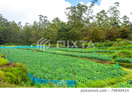 Local household in Sri Lanka. A green vegetable garden with even beds Local household in Sri Lanka. A green vegetable garden with even beds 79699424