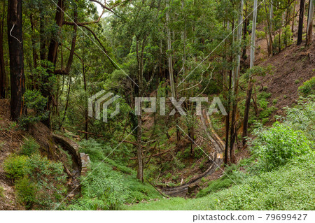 Dense hilly jungle, dense vegetation. A tropical forest Dense hilly jungle, dense vegetation. A tropical forest 79699427