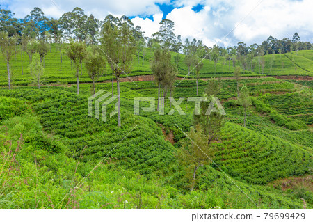 Picturesque natural landscape. Green tea plantations in the highlands. Growing tea Picturesque natural landscape. Green tea plantations in the highlands. Growing tea 79699429