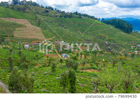 Picturesque natural landscape. Green tea plantations in the highlands. Growing tea Picturesque natural landscape. Green tea plantations in the highlands. Growing tea 79699430