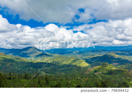 Picturesque natural landscape. Green tea plantations in the highlands. Growing tea Picturesque natural landscape. Green tea plantations in the highlands. Growing tea 79699432