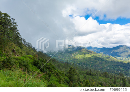 Picturesque natural landscape. Green tea plantations in the highlands. Growing tea Picturesque natural landscape. Green tea plantations in the highlands. Growing tea 79699433