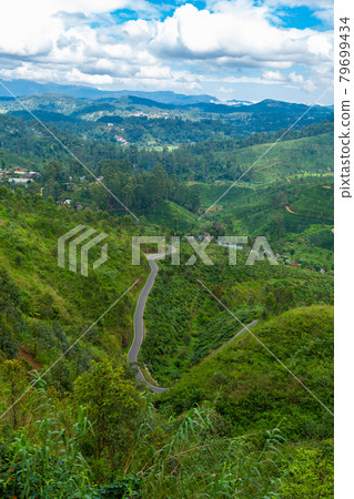 Picturesque natural landscape. Green tea plantations in the highlands. Growing tea Picturesque natural landscape. Green tea plantations in the highlands. Growing tea 79699434