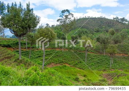 Picturesque natural landscape. Green tea plantations in the highlands. Growing tea Picturesque natural landscape. Green tea plantations in the highlands. Growing tea 79699435
