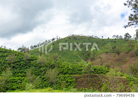 Picturesque natural landscape. Green tea plantations in the highlands. Growing tea Picturesque natural landscape. Green tea plantations in the highlands. Growing tea 79699436