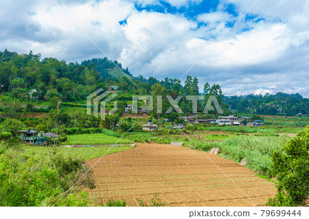 Local household in Sri Lanka. A green vegetable garden with even beds Local household in Sri Lanka. A green vegetable garden with even beds 79699444