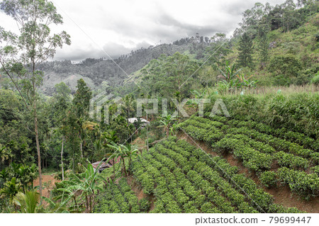 Wonderful natural landscape. Green hilly valley a 79699447